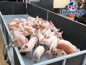 AWM products support trials in the UK's Largest Pig Farming Business
