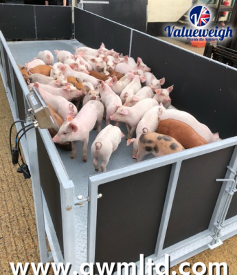 AWM products support trials in the UK's Largest Pig Farming Business