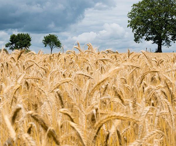 Arable Production