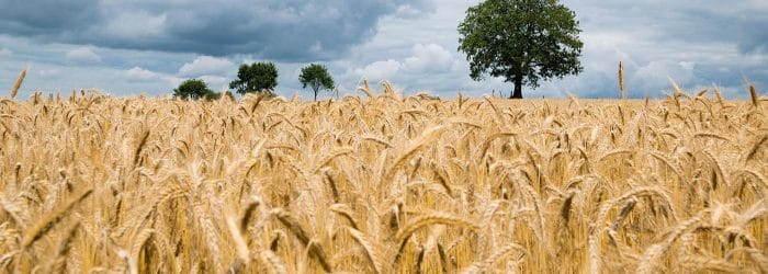 Arable Production