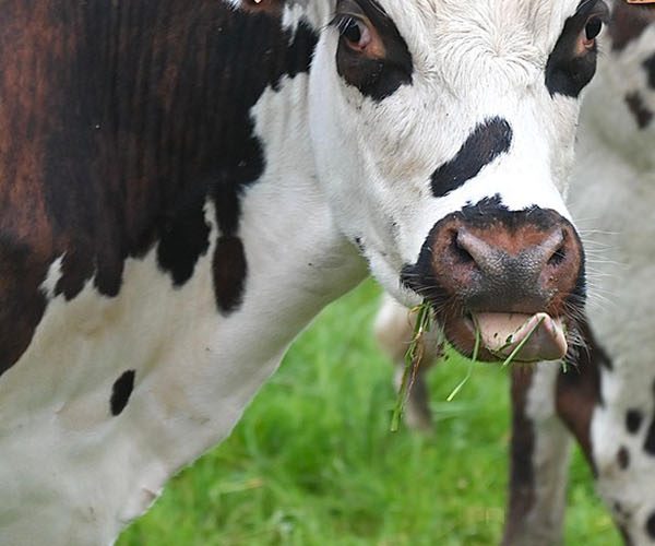 Livestock Production